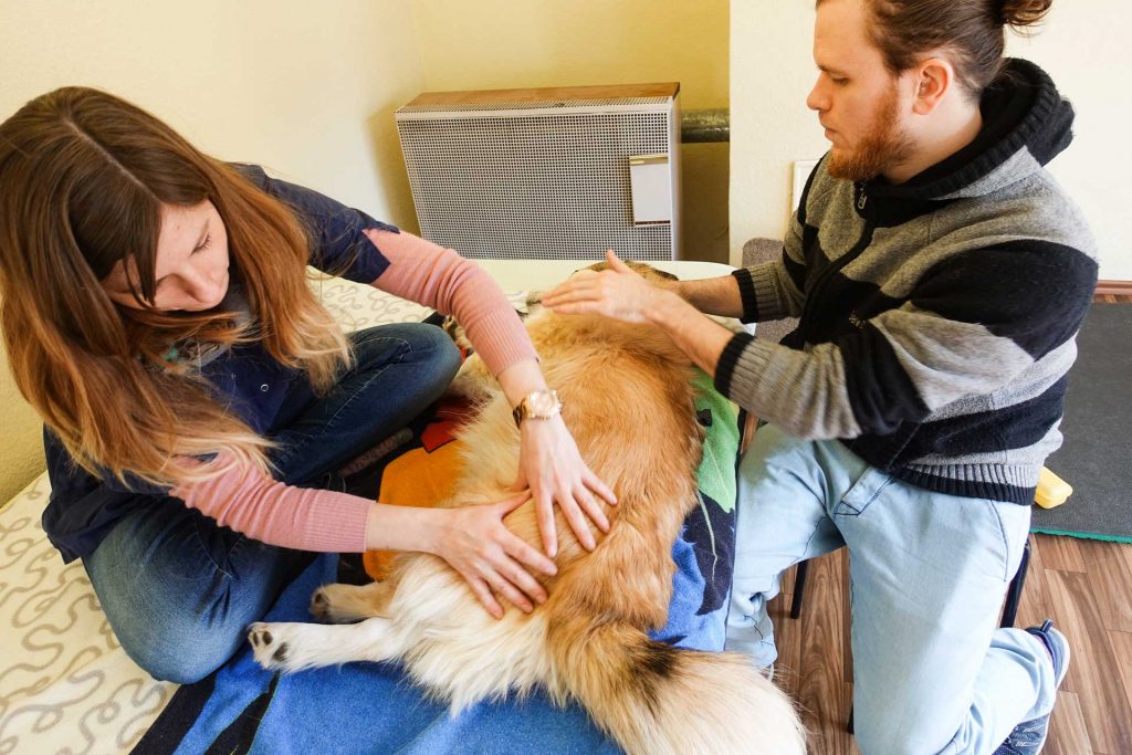 Warum Physiotherapie nach der HundeOP wichtig ist Cosmopolidog